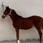 مهرة 5 شهور طيبة بالحيل