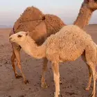 للبيع عشراء تحتها بكره