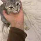 قطتين للتبني