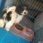 كلب عمره شهرين فصيلته شيتسو
