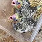 العرض فرخين كروان وفرخ روز غر الموقع القريات((تم البيع))