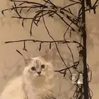 قط ذكر عمره 7شهور للبيع