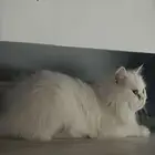 حيوانات اليفه