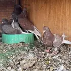 حمام قطايف
