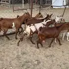 معزا دفيع وفوواخر