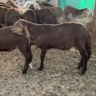 ذبيحه طلي سوكني تربيه لحم شرط