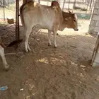 بقره