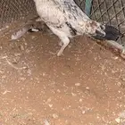 ديك ودجاجه