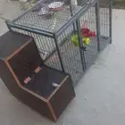قفص انتاج ببغاء