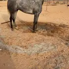 فرس شيخه