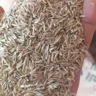 بذر هيبان صافي لبيع
