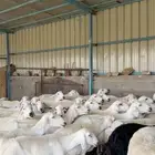 غنم