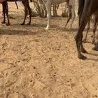 للبيع قعود مفرود اوضح باتلي