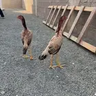 السلام عليكم ورحمة الله وبركاته