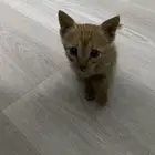 قطه للتبني