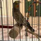 ببغاء كراون انثى جميله واليف جدا صوته روعه وعالي للبيع ب400