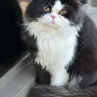 قط للتبني شيرازي