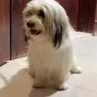كلب