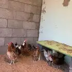 دجاج بلدي بياض للبيع (( تم البيع ))
