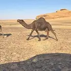 جمل املح للبيع
