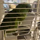 امزوني للبيع