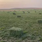 برسيم للبيع