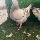 كنق مودينا