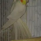 ذكر كروان لاتينو