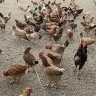 دجاج بلدي -صوص فواتح