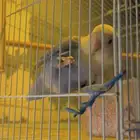 عندي طير روز أنثى