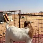 تيس مشروك بارقوت