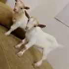 ماعز قزم