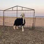 للبيع خروف نجدي