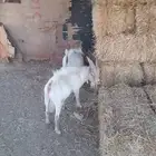 ماعز قزم للبيع