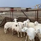 9 من الرخال عليها 10 قاطعه وصف وصنف