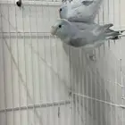 زوج بارتوليت نوادر