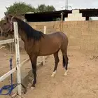 حصان  الجزيري ما عليها وراك