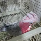 بيع بغباء على السوم