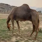 بعير فحل ساحلي