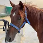 مهر شعبي للبيع