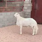 خروف جذع ابو 9شهور