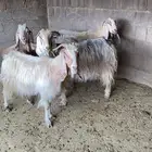 معزاء عوارض صفر