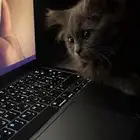 قطة للتبني