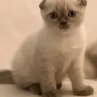سكوتش تربل فولد