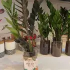 بوتس زاميا صبار ساق البامبو