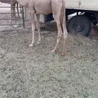 قعود لباني