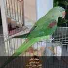 للبيع ببغاء