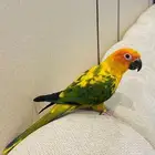 صن كنيور الليف هدد