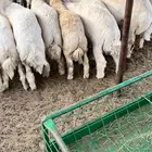 طليان حريه