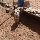 تيس قزم تشيكي فحل